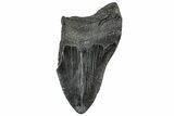 Partial, Fossil Megalodon Tooth - South Carolina #309534-1